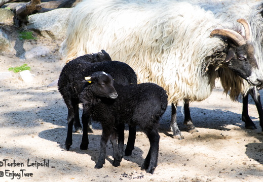 Schafe und Heidschnucken