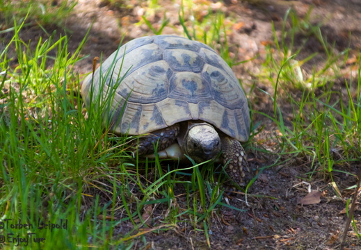 Schildkröten