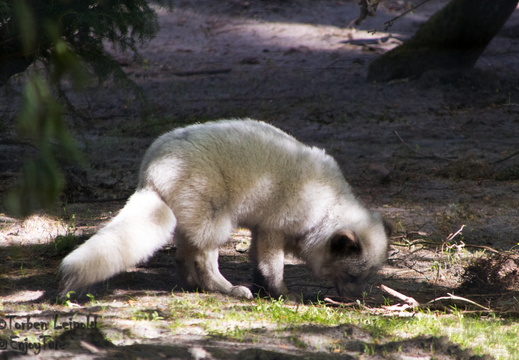 IMG 2827-Bearbeitet