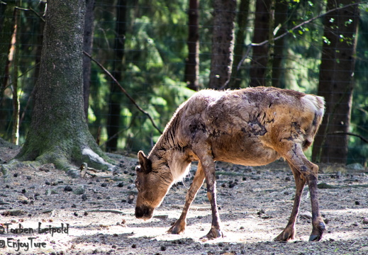 IMG 2701-Bearbeitet