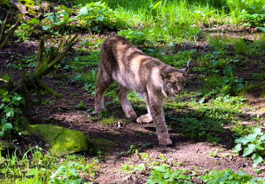 Wildpark Schwarze Berge