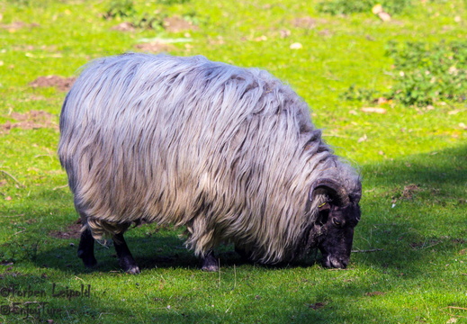 IMG 1997