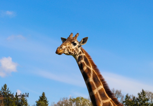 Serengeti Park Hodenhagen