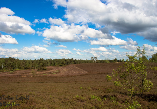 Lüneburger Heide