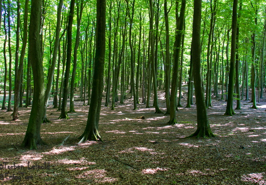 Rügen