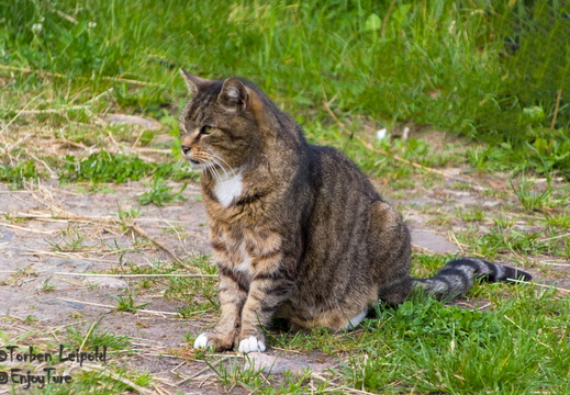 Tiere um uns herum - display this album Tiere um uns herum