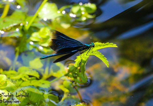 Insekten