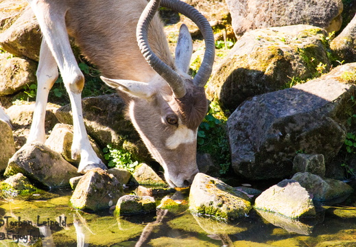 Erlebnis Zoo Hannover