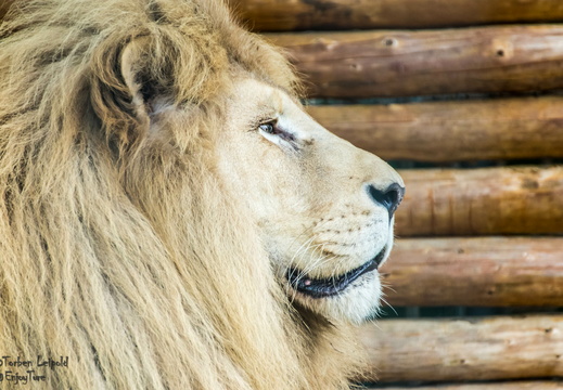 Filmtierpark Eschede