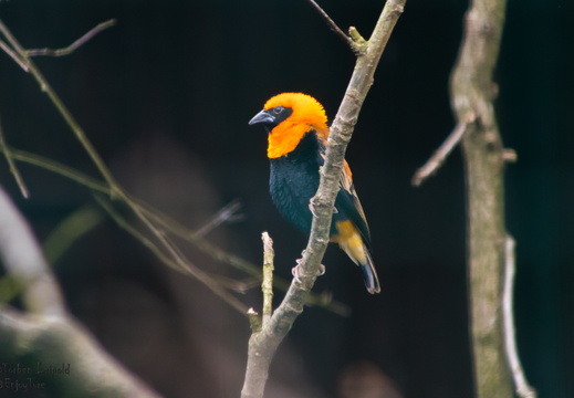 Weltvogelpark Walsrode